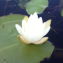 American white waterlily
