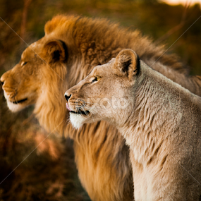 Proud lion portrait by Marjorie Speiser - Animals Lions, Tigers & Big Cats