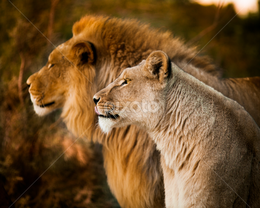 Proud lion portrait by Marjorie Speiser - Animals Lions, Tigers & Big Cats