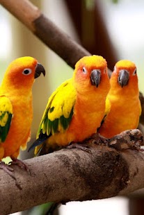 Birds Wallpaper Screenshots 14