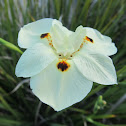 Yellow African Iris