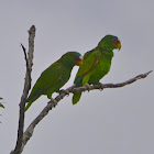 White-fronted Parrot