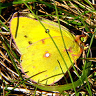 Orange Sulphur Butterfly