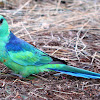 Australian Ringneck (Parrot)