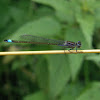 Blue-tailed Damselfly (violet variant)
