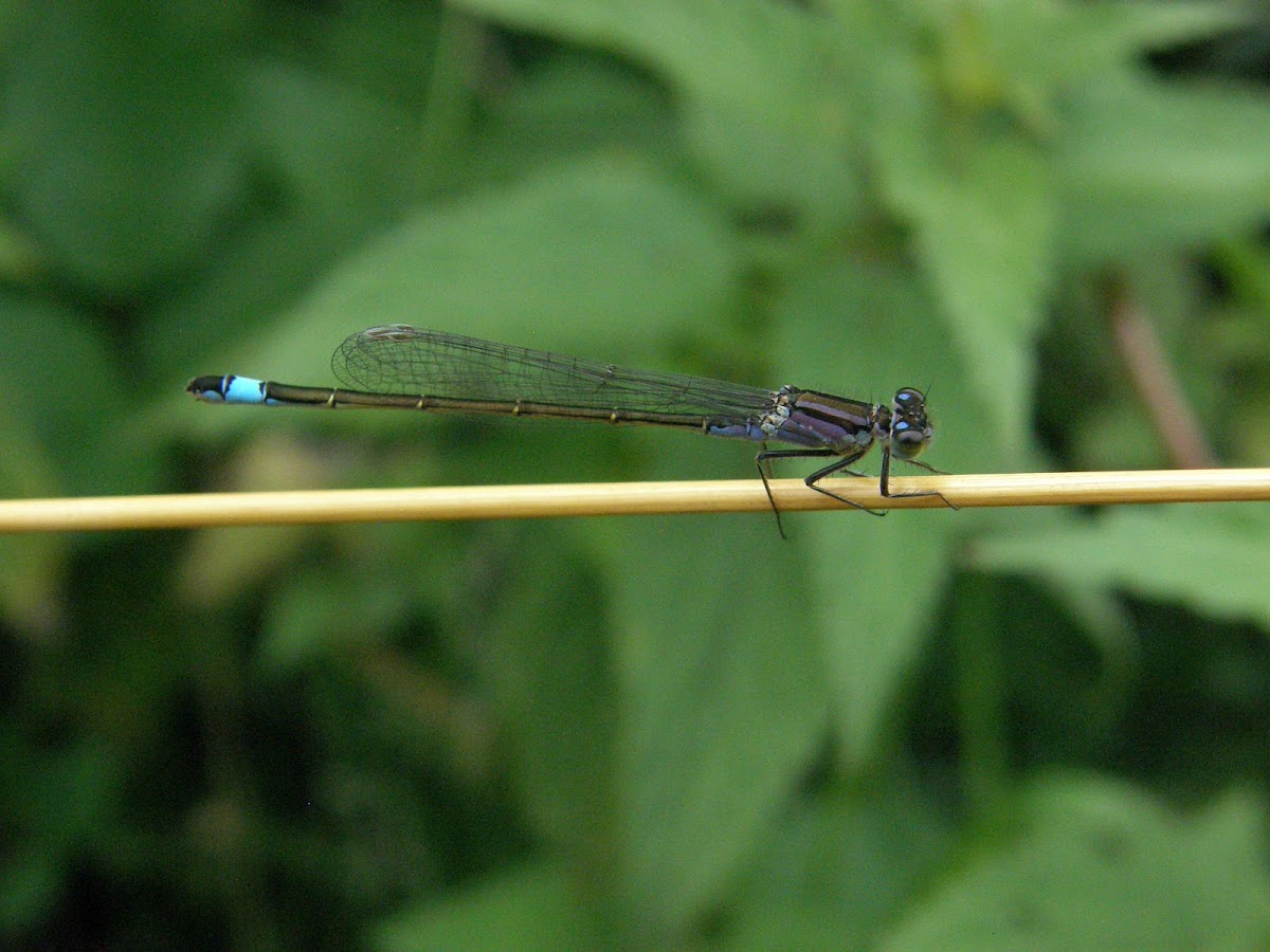 Blue-tailed Damselfly (violet variant)