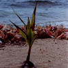 Coconut Palm seedling