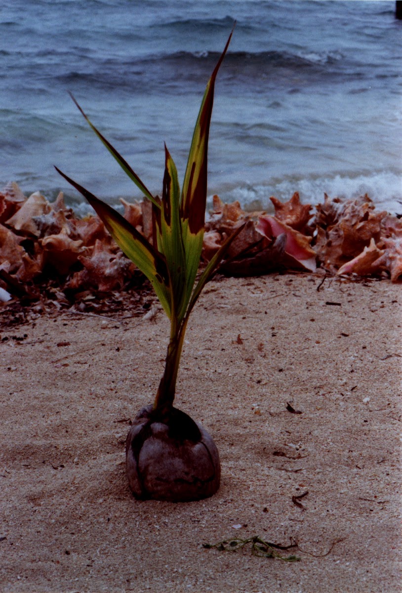 Coconut Palm seedling