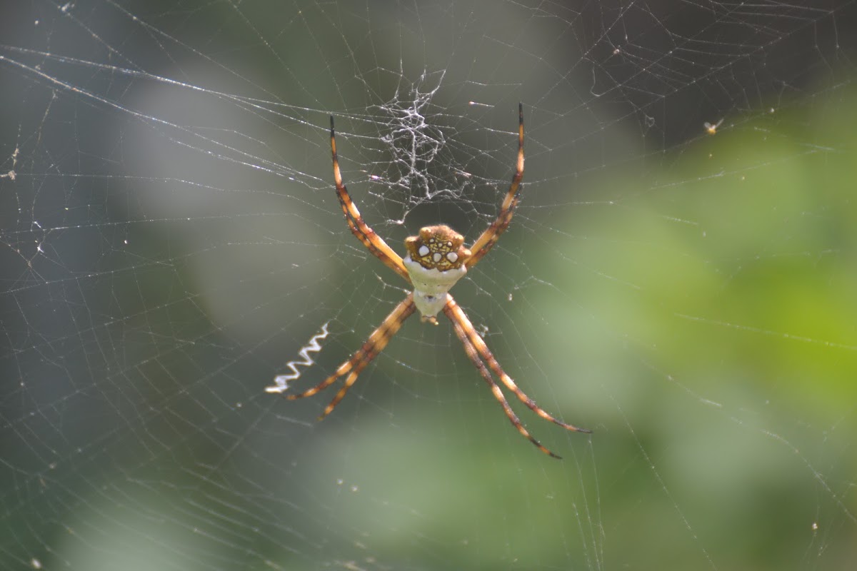 Silver Argiope