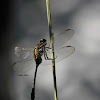 Slender Skimmer - Dragonfly