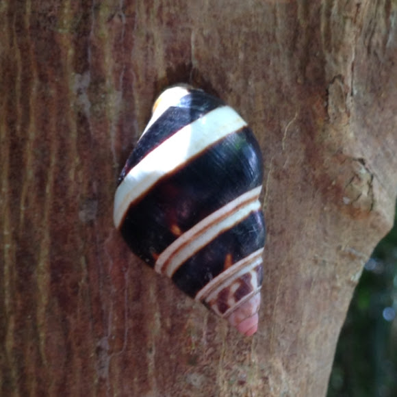 Florida tree snail Project Noah