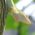 Carolina Anole