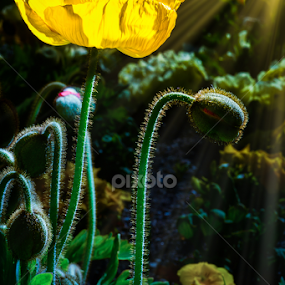 Up and At'em! by Jim Harmer - Flowers Single Flower