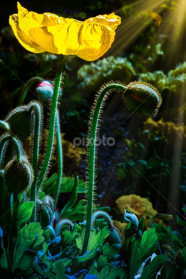 Up and At'em! by Jim Harmer - Flowers Single Flower