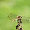 variegated meadowhawk