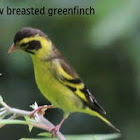 Yellow-Breasted Greenfinch