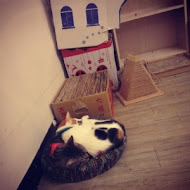 貓吐司堡專賣店