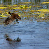 Common Gallinule