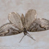 Broom-tip Moth