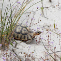 Angulate tortoise