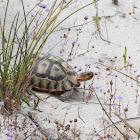 Angulate tortoise