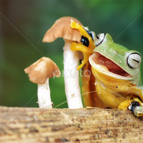 I'm Happy by Tele Nicotin - Animals Amphibians