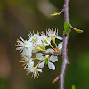 Plum Tree Flower