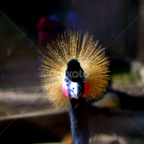The Crown by Surjya Kumar Das - Animals Birds