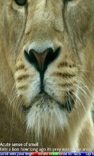 Animal Noses - náhled