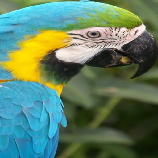 【免費教育App】Macaw Parrots-APP點子