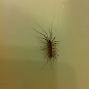 House Centipede