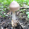 Grisette Mushroom