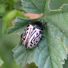 Calligraphy Beetle