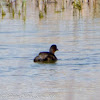 Little Grebe; Zampullin Chico