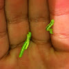 Canker Worms