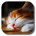 Sleep Cat Live Wallpaper icon
