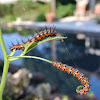 Fritillary Caterpillars