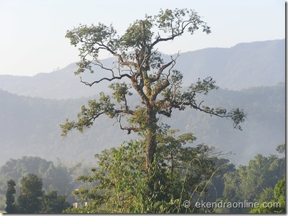 an age old bare tree : Leisure pics in Pokhara
