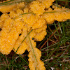 Slime mold