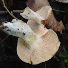 Hedgehog Mushroom