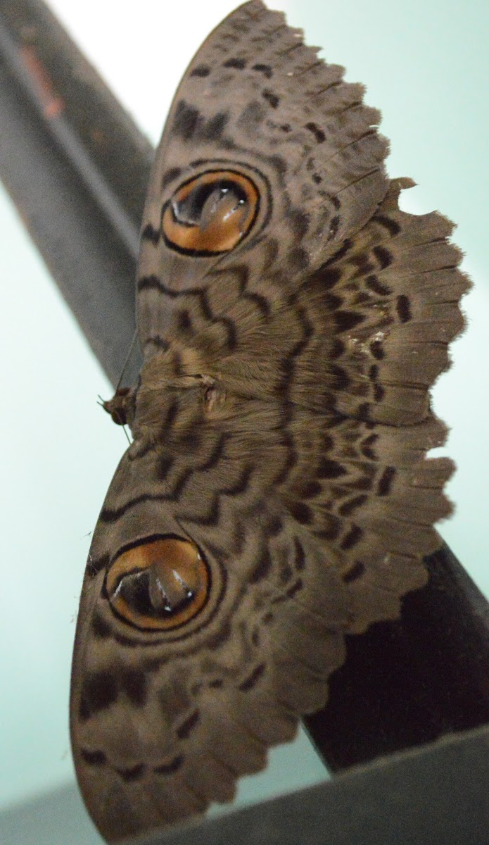 Erebus moth