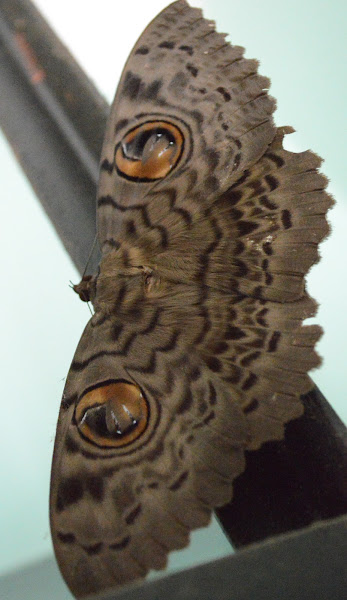 Erebus moth | Project Noah