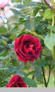 How to download Flower Pedometer 3 lastet apk for bluestacks