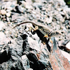 Eastern Collared Lizard