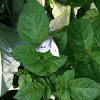 Cabbage white