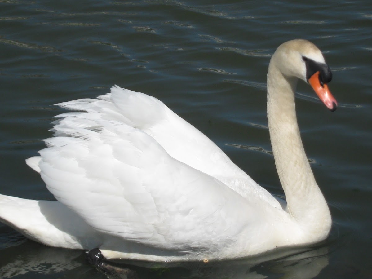 Mute Swan [male] part 4