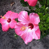 Hibiscus 