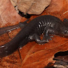 Jefferson's Salamander