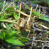 Cave cricket