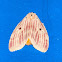 Yellow tussock moth